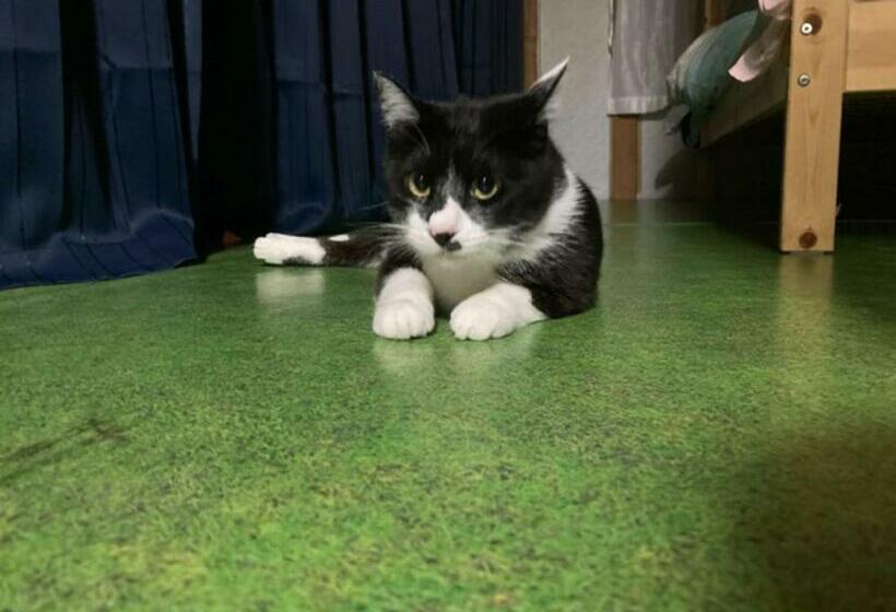 膳宿费 Nihonichi Shoboi Guest House   Vacation Stay 13383