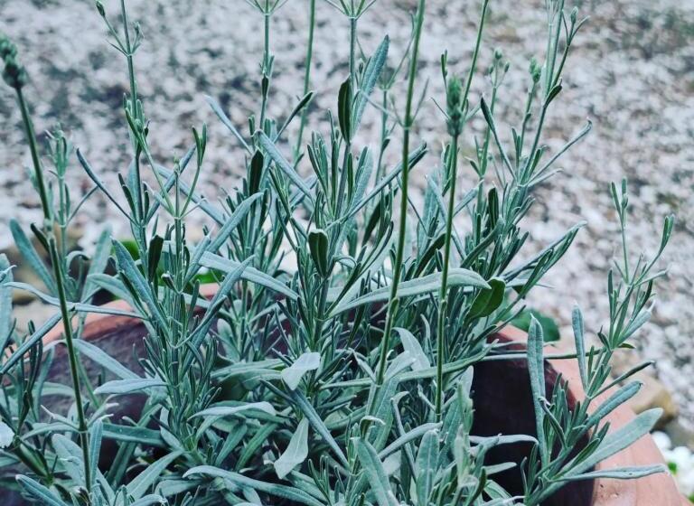 فندق Girasole Ad Antico Casale  700