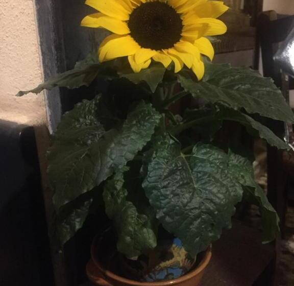 مبيت وإفطار Il Girasole