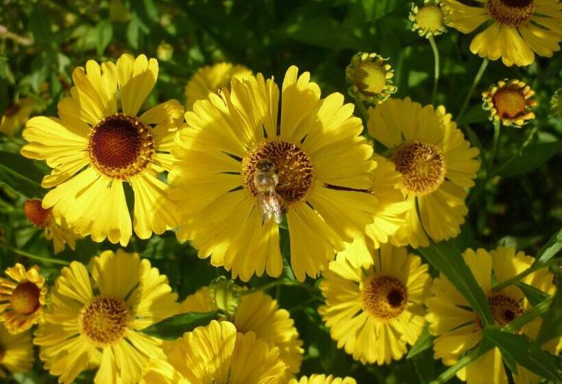 پانسیون Marigolds