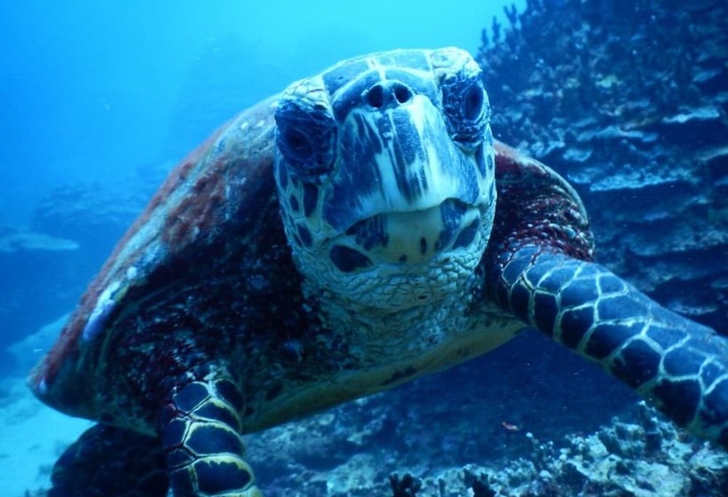 استراحتگاه Stevensons At Manase