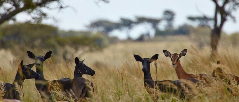 فندق Lejwe La Metsi Game Farm Pty Ltd