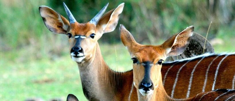 فندق Lejwe La Metsi Game Farm Pty Ltd