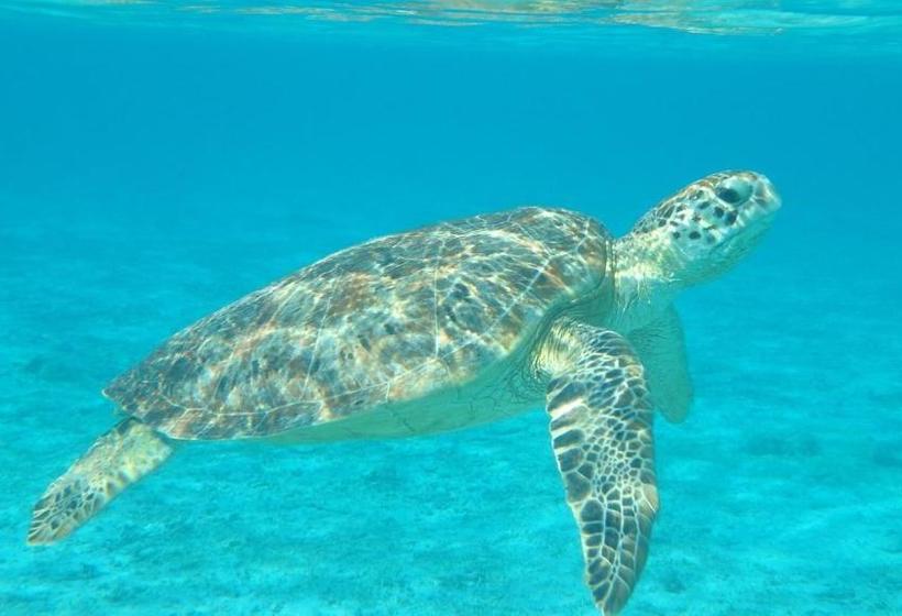 ペンション Guesthouse Iyonchi