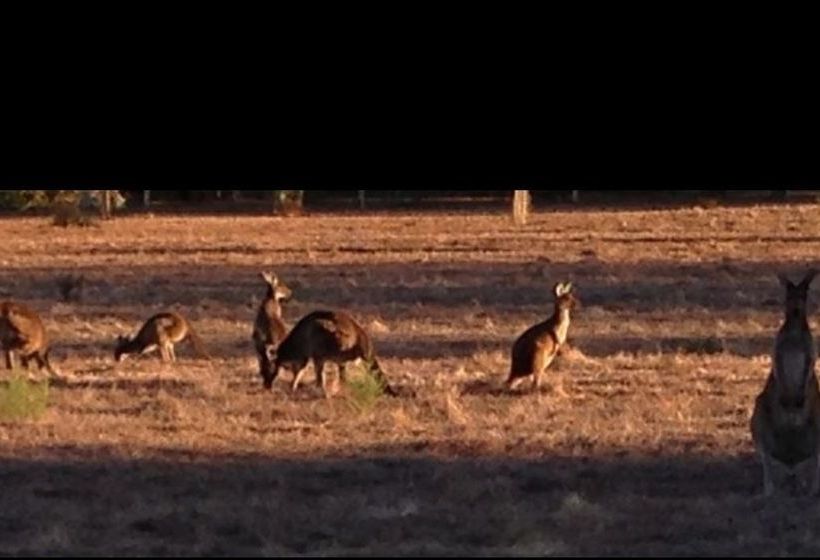 بنسيون Busselton Guest House