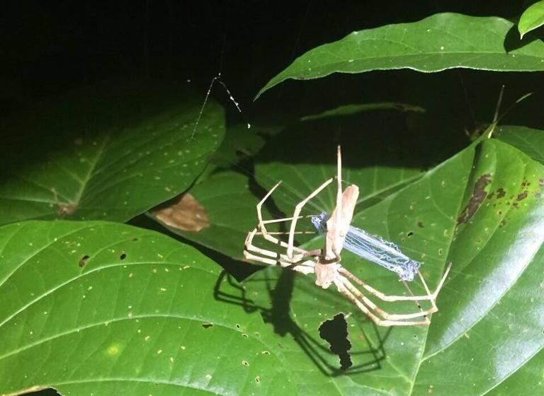 호스텔 Daintree Crocodylus