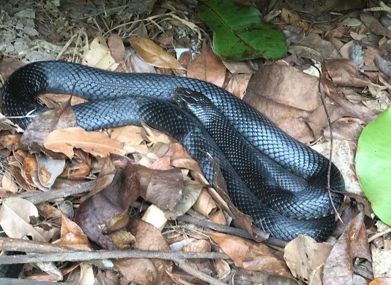 호스텔 Daintree Crocodylus