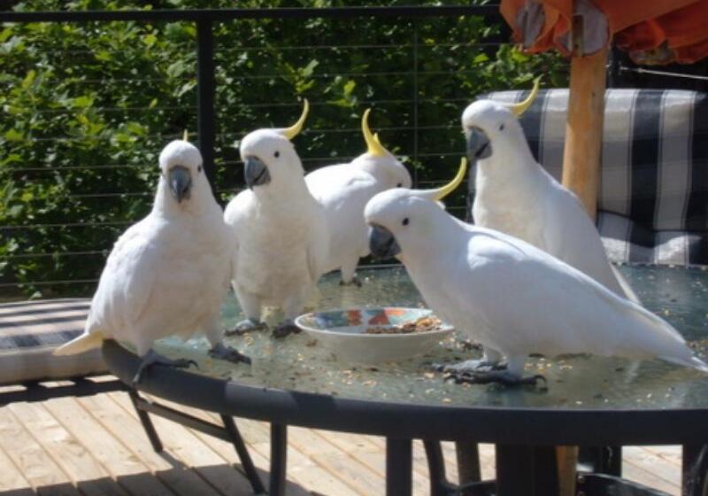 مبيت وإفطار Oyster Cove Chalet