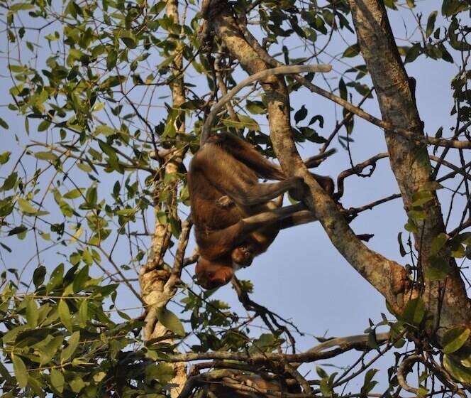 هتل Samboja Lodge