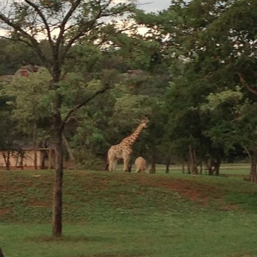 ホテル Buyskop Lodge