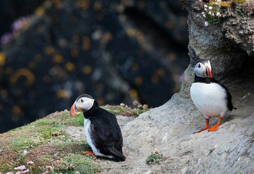 فندق Clifton Cottage