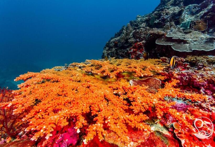 هتل Oceans 5 Dive Resort