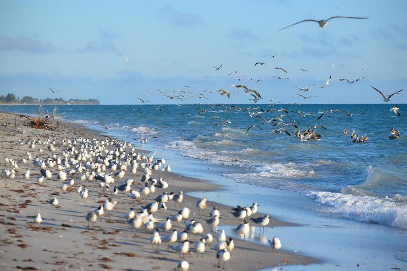 فندق Casey Key Resorts  Beachfront