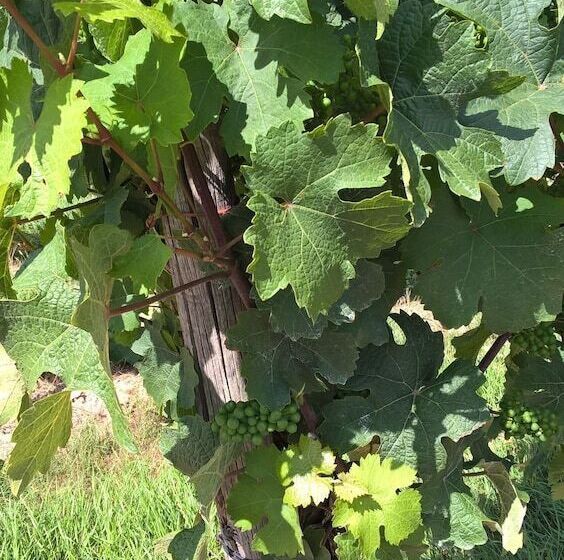 ホテル Zur Brücke