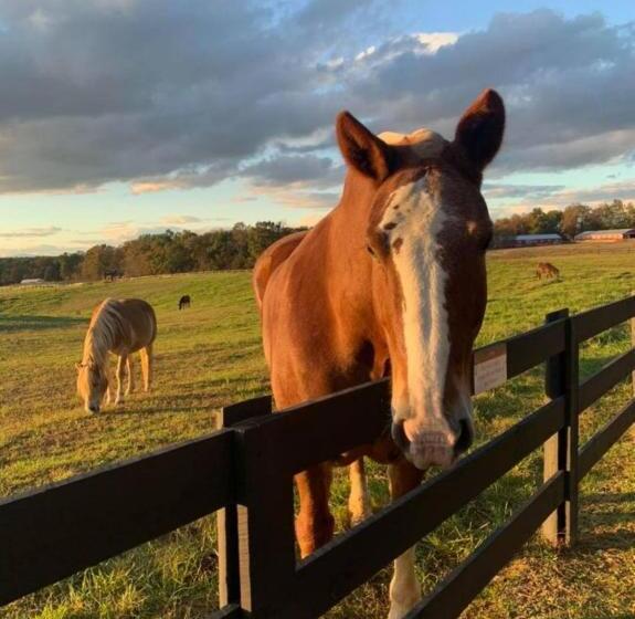 酒店 Shenandoah Wilderness Traveler
