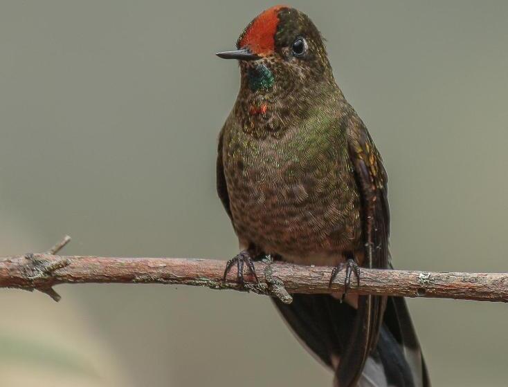 هتل Termales Del Ruiz