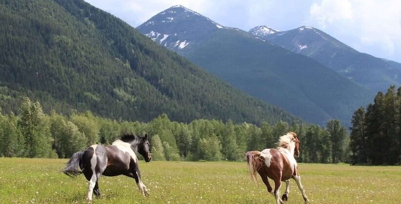 민박 Bear Creek Guest Ranch