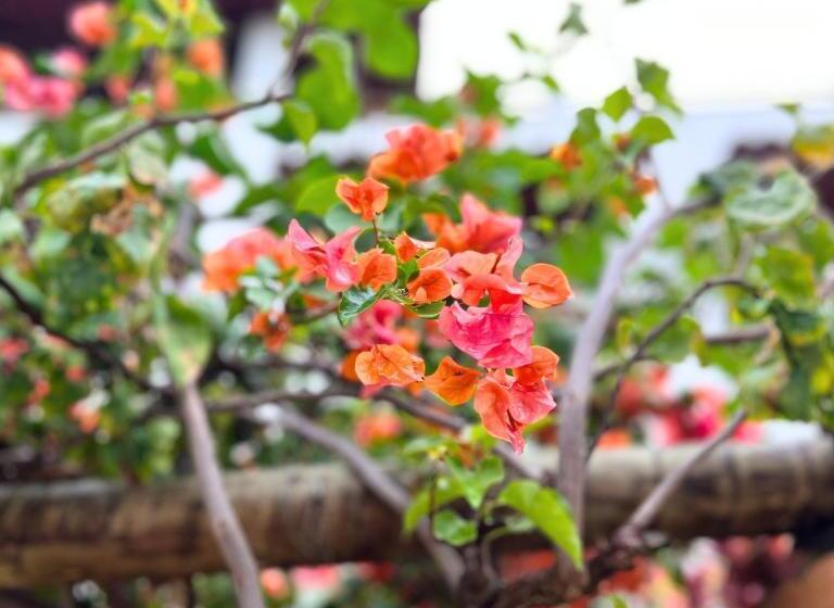 فندق صغير Pousada Villa Bougainville Maragogi