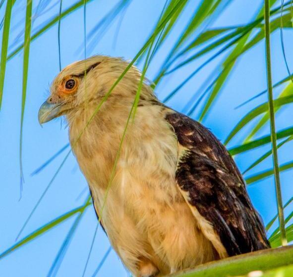 هتل Paloverde Villas Campestres