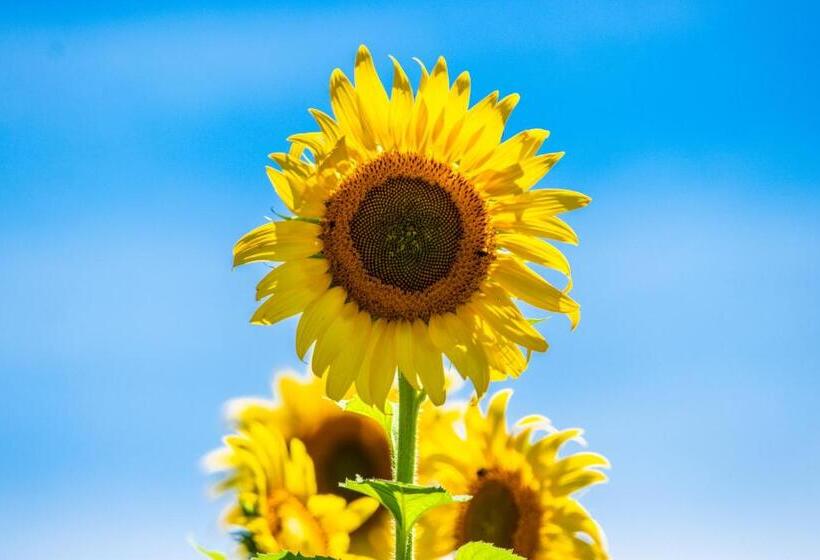 هتل Paloverde Villas Campestres