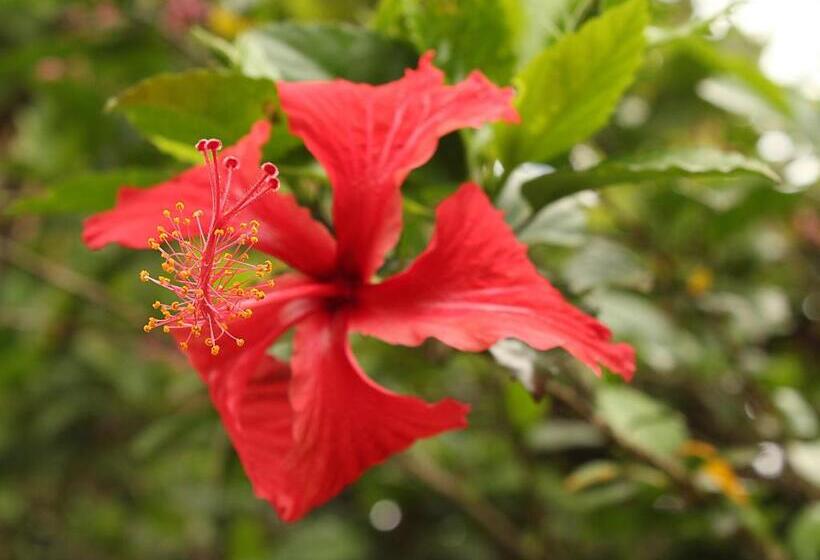 ユースホステル Guappo Socorro