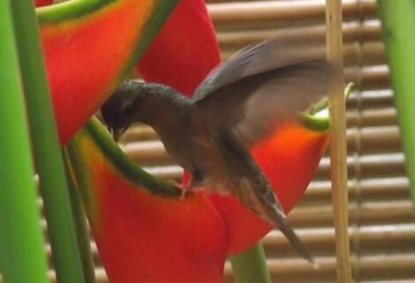 Pousada Escorregue No Reggae   Hostel