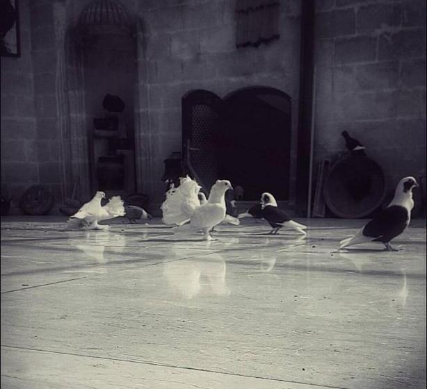 فندق Elruha
