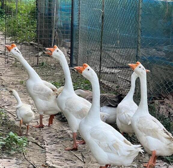 فندق Banana Place Resort