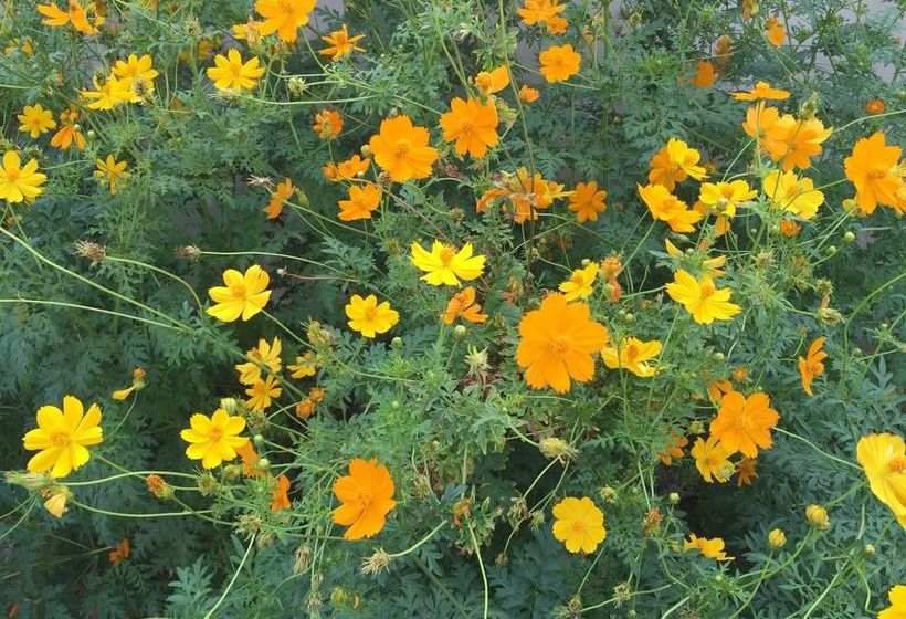 酒店 Paradise Park Apartment Laemchabang