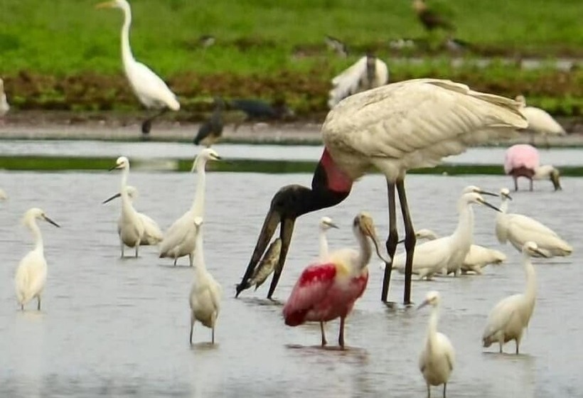 فندق Caño Negro Wetlands Lodge