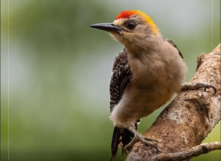 בית מלון כפרי De Campo Caño Negro