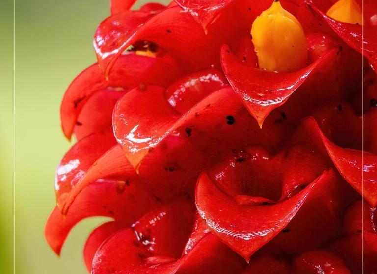 בית מלון כפרי De Campo Caño Negro