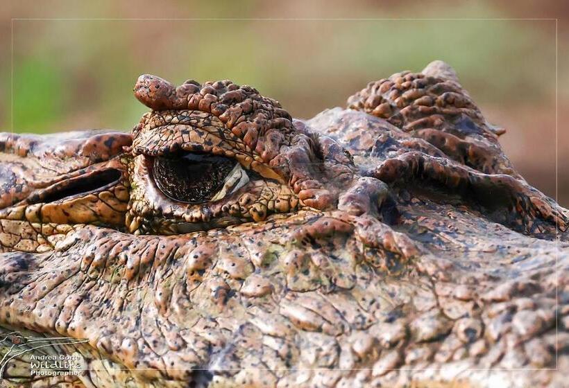 בית מלון כפרי De Campo Caño Negro