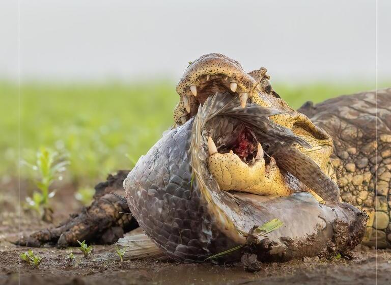 בית מלון כפרי De Campo Caño Negro