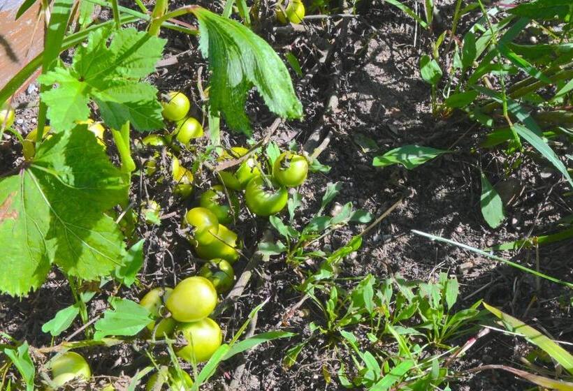 فندق The Lodge At Jackson Village