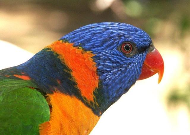 호텔 Daintree Wild Bed & Breakfast