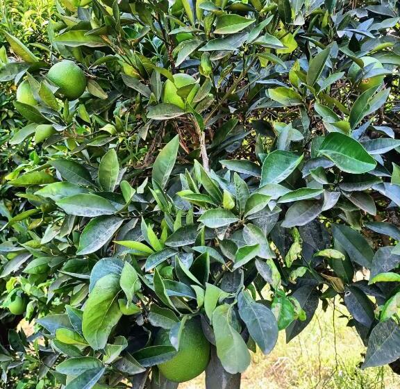 تختخواب و صبحانه Holistic Balance