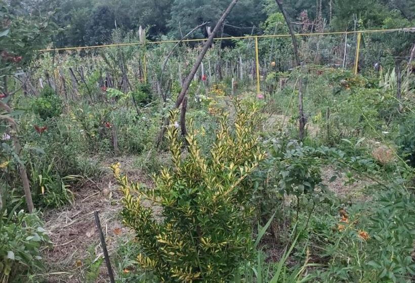 پانسیون Guesthouse David