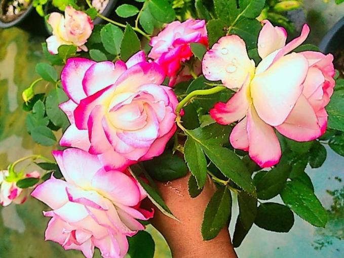 בית מלון כפרי Hostel Kandy Green Mirror