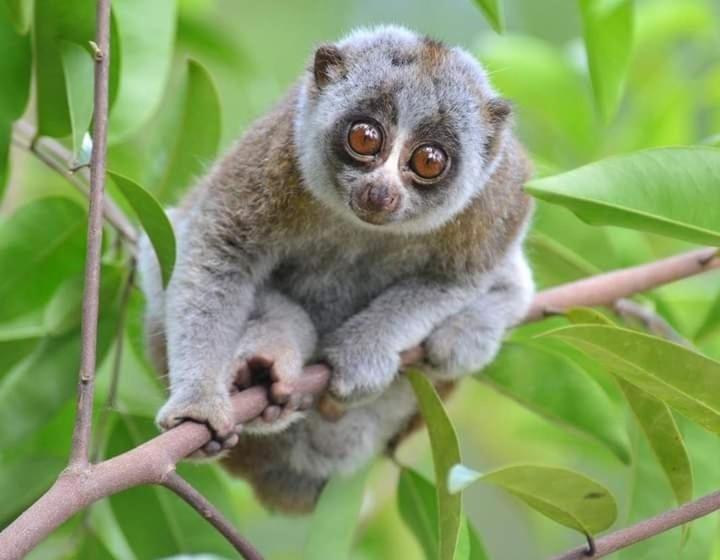 تختخواب و صبحانه Eco Trekking Lodge Bar & Tour S