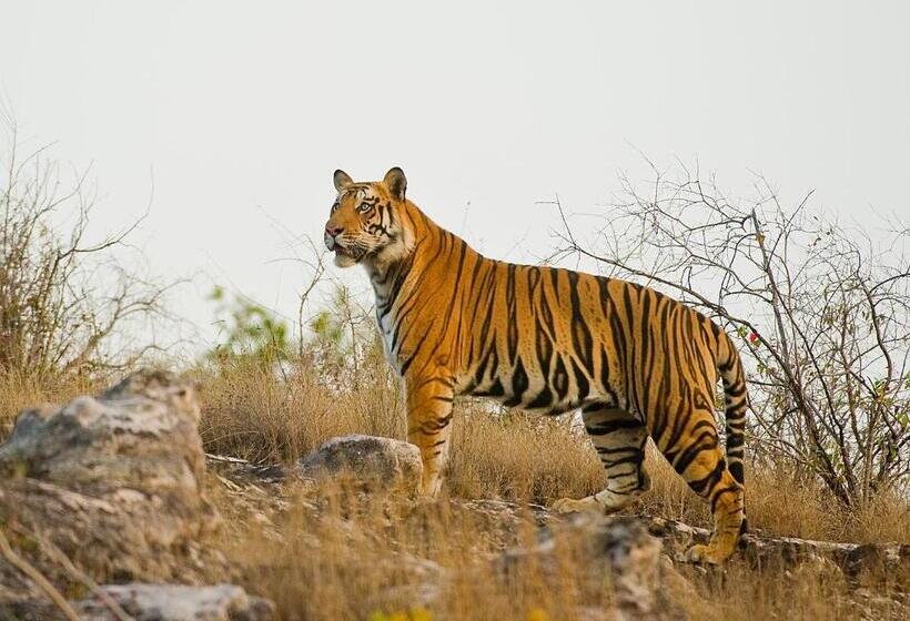 ホテル Atulya Kanchi Camp Bandhavgarh