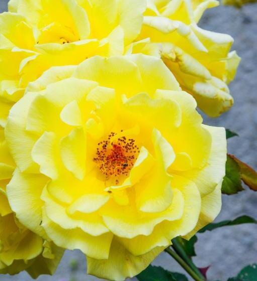 بنسيون The Annex