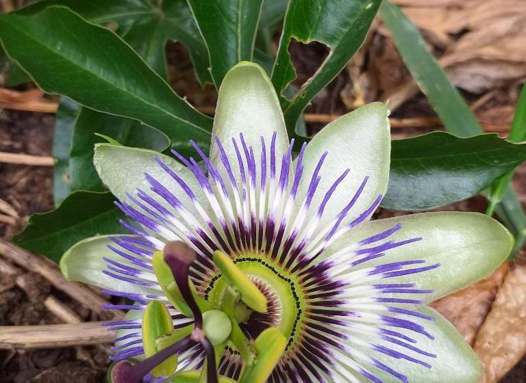 بنسيون The Annex