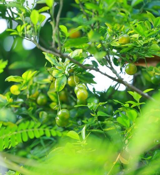 酒店 Peacock Heaven Ahangama