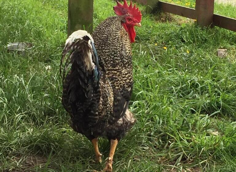 مبيت وإفطار Hua Huar Turismo Rural