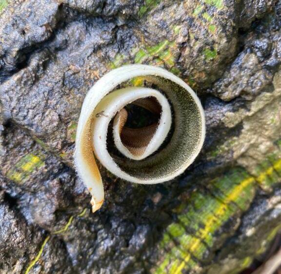 هتل Cabaña Familiar En Afra Reserva Natural