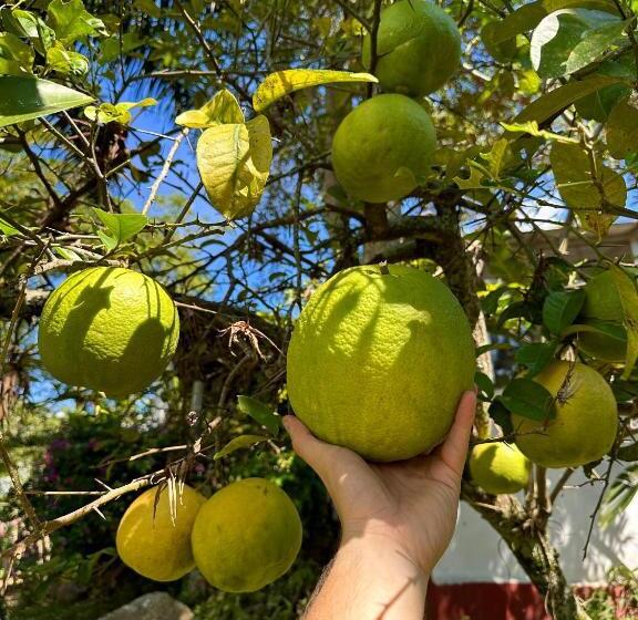 בית מלון כפרי /finca Portal De La Ceiba