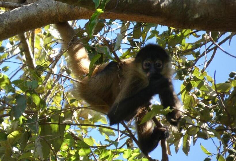 مبيت وإفطار Puraquetzal