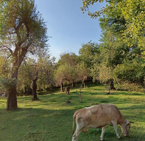 فندق صغير Carpatina Rustic House