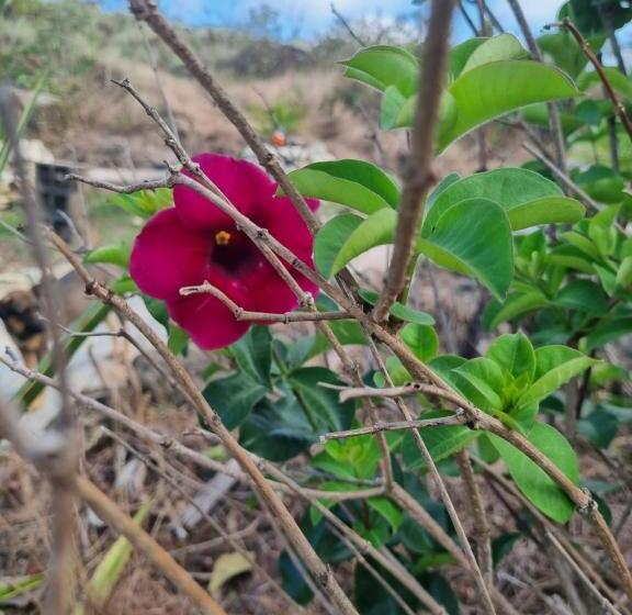 ホテル Pousada Trilhas De Gigantes
